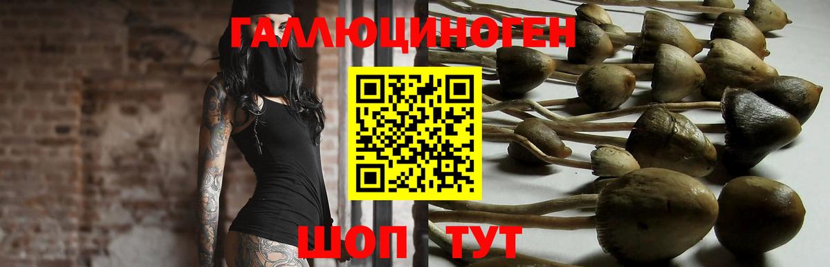 Галлюциногенные грибы GOLDEN TEACHER  Вход с VPN  как найти закладки  Знаменск 
